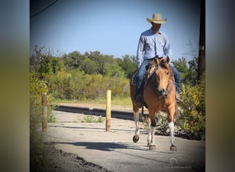 Paint Horse, Giumenta, 7 Anni, 152 cm, Pelle di daino
