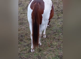 Paint Horse, Giumenta, 7 Anni, 152 cm, Sauro scuro