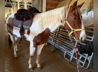 Paint Horse, Giumenta, 7 Anni, 152 cm, Sauro scuro