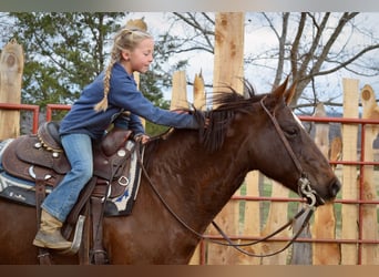 Paint Horse, Giumenta, 7 Anni, 152 cm, Sauro scuro