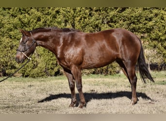 Paint Horse, Giumenta, 7 Anni, 152 cm, Sauro scuro