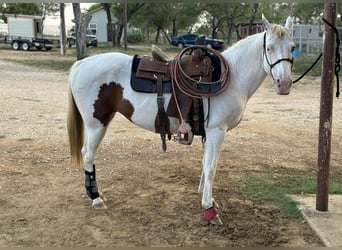 Paint Horse Mix, Giumenta, 7 Anni, 152 cm, Tobiano-tutti i colori