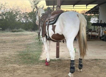 Paint Horse Mix, Giumenta, 7 Anni, 152 cm, Tobiano-tutti i colori