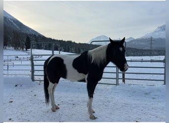 Paint Horse Mix, Giumenta, 7 Anni, 152 cm, Tobiano-tutti i colori