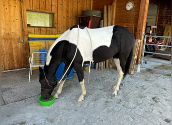 Paint Horse Mix, Giumenta, 7 Anni, 152 cm, Tobiano-tutti i colori