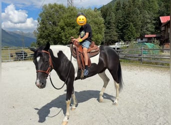 Paint Horse Mix, Giumenta, 7 Anni, 152 cm, Tobiano-tutti i colori