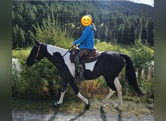 Paint Horse Mix, Giumenta, 7 Anni, 152 cm, Tobiano-tutti i colori