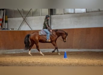 Paint Horse, Giumenta, 7 Anni, 163 cm, Baio