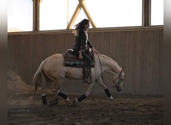 Paint Horse, Giumenta, 7 Anni, Palomino