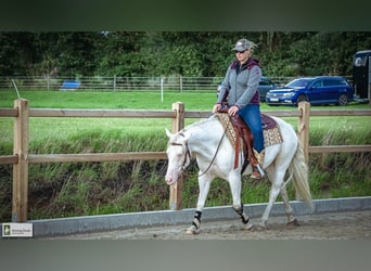 Paint Horse, Giumenta, 8 Anni, 144 cm, Pezzato