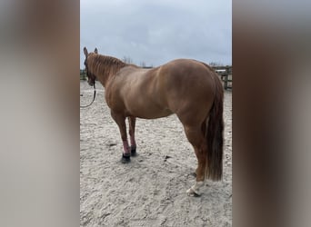 Paint Horse, Giumenta, 8 Anni, 145 cm, Red dun
