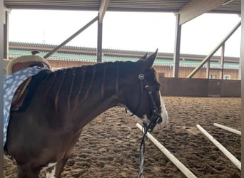 Paint Horse, Giumenta, 8 Anni, 145 cm, Sauro scuro