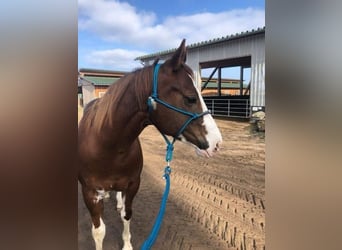 Paint Horse, Giumenta, 8 Anni, 145 cm, Sauro scuro