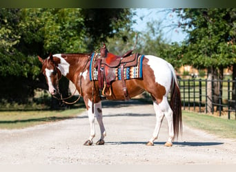 Paint Horse, Giumenta, 8 Anni, 147 cm