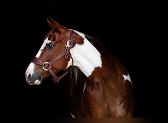 Paint Horse, Giumenta, 8 Anni, 147 cm, Sauro ciliegia