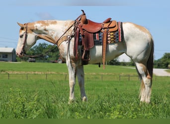 Paint Horse, Giumenta, 8 Anni, 152 cm, Overo-tutti i colori
