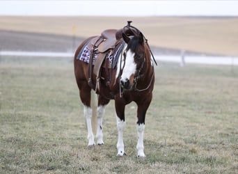 Paint Horse, Giumenta, 8 Anni, 152 cm, Pezzato