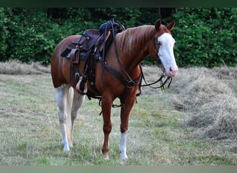 Paint Horse, Giumenta, 8 Anni, 152 cm, Sauro scuro