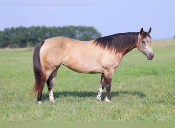 Paint Horse, Giumenta, 8 Anni, Pelle di daino