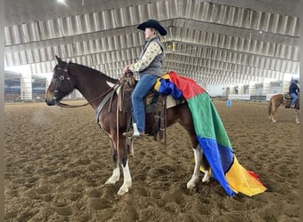 Paint Horse, Giumenta, 9 Anni, 142 cm, Tobiano-tutti i colori