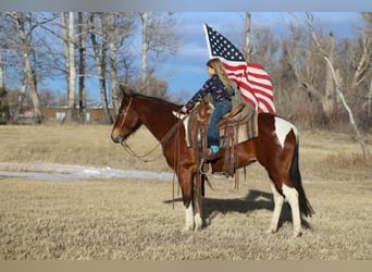 Paint Horse, Giumenta, 9 Anni, 142 cm, Tobiano-tutti i colori