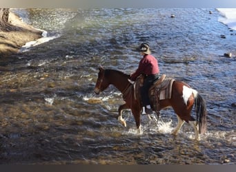 Paint Horse, Giumenta, 9 Anni, 142 cm, Tobiano-tutti i colori