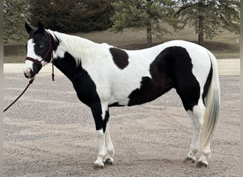 Paint Horse, Giumenta, 9 Anni, 145 cm, Pezzato