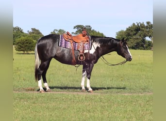 Paint Horse, Giumenta, 9 Anni, 150 cm