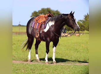 Paint Horse, Giumenta, 9 Anni, 150 cm