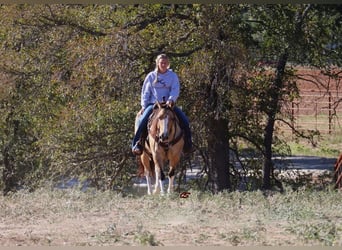 Paint Horse, Giumenta, 9 Anni, 152 cm, Grullo