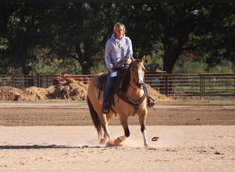 Paint Horse, Giumenta, 9 Anni, 152 cm, Grullo