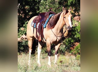 Paint Horse, Giumenta, 9 Anni, 152 cm, Grullo