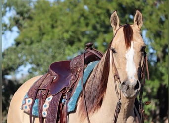 Paint Horse, Giumenta, 9 Anni, 152 cm, Grullo
