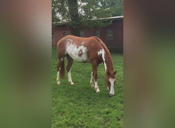 Paint Horse, Giumenta, 9 Anni, 152 cm, Overo-tutti i colori