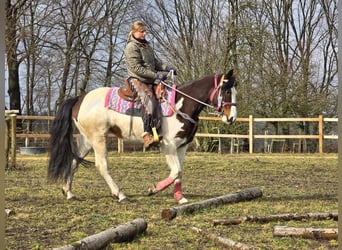 Paint Horse, Giumenta, 9 Anni, 158 cm, Pezzato