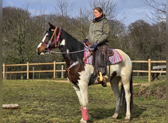 Paint Horse, Giumenta, 9 Anni, 158 cm, Pezzato