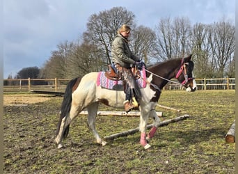 Paint Horse, Giumenta, 9 Anni, 158 cm, Pezzato