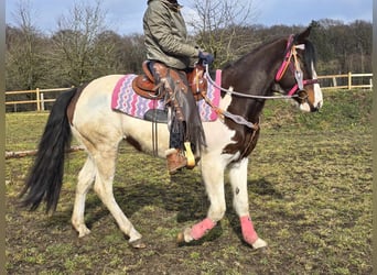 Paint Horse, Giumenta, 9 Anni, 158 cm, Pezzato