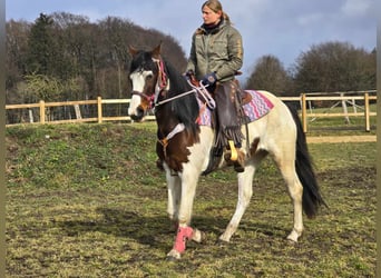 Paint Horse, Giumenta, 9 Anni, 158 cm, Pezzato