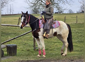 Paint Horse, Giumenta, 9 Anni, 158 cm, Pezzato