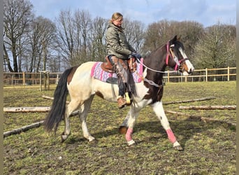 Paint Horse, Giumenta, 9 Anni, 158 cm, Pezzato