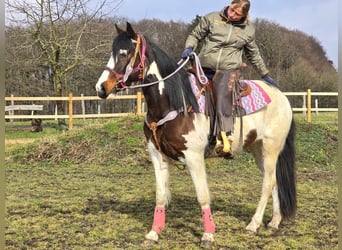 Paint Horse, Giumenta, 9 Anni, 158 cm, Pezzato