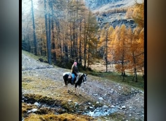 Paint Horse Mix, Giumenta, 9 Anni, 165 cm, Pezzato