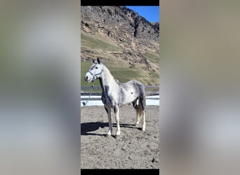 Paint Horse Mix, Giumenta, 9 Anni, 165 cm, Pezzato