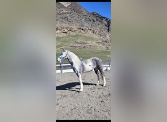 Paint Horse Mix, Giumenta, 9 Anni, 165 cm, Pezzato