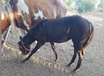 Paint Horse, Giumenta, Puledri
 (04/2023), 120 cm, Overo-tutti i colori