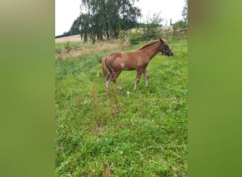 Paint Horse, Giumenta, Puledri
 (04/2024), 147 cm, Sauro