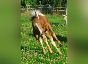 Paint Horse, Giumenta, Puledri (05/2024), 150 cm, Champagne