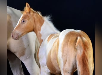 Paint Horse, Giumenta, Puledri (05/2025), 150 cm, Champagne