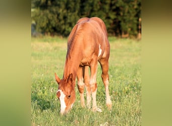 Paint Horse, Giumenta, Puledri
 (05/2023), 150 cm, Overo-tutti i colori